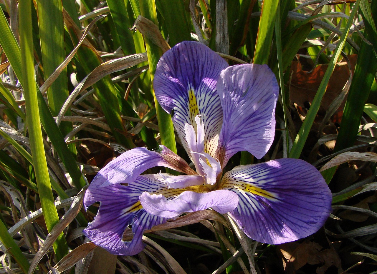 Gėlė, Iris, Violetinė, Žiedas, Žydėti, Žiedlapis, Makro, Gamta, Augalas, Botanika