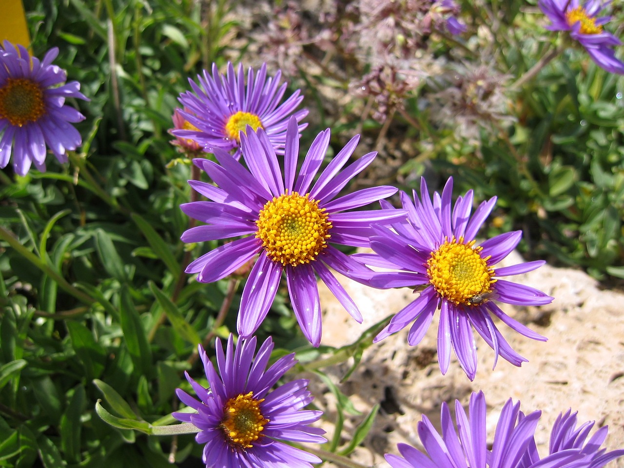 Gėlė, Aster, Žiedai, Žydi, Makro, Spalvinga, Šviesus, Gėlių, Žiedlapis, Šviežias