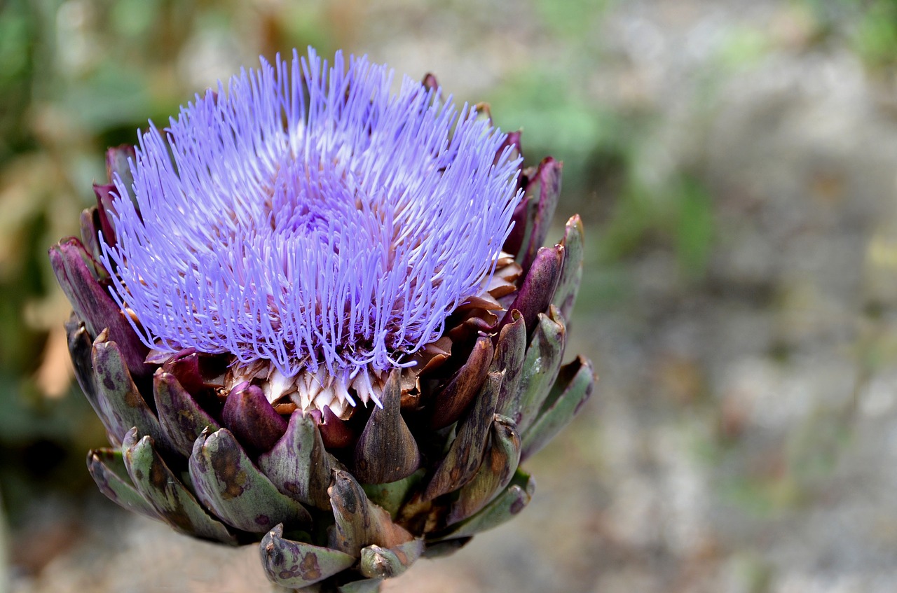 Gėlė, Artišokas, Violetinė, Nemokamos Nuotraukos,  Nemokama Licenzija