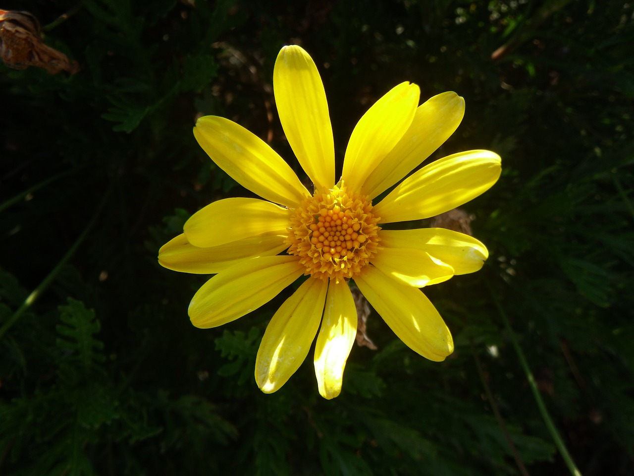 Gėlė, Geltona, Pavasaris, Gamta, Geltona Gėlė, Makro, Ispanų Geltona Daisy, Gėlės, Saulė, Vasara