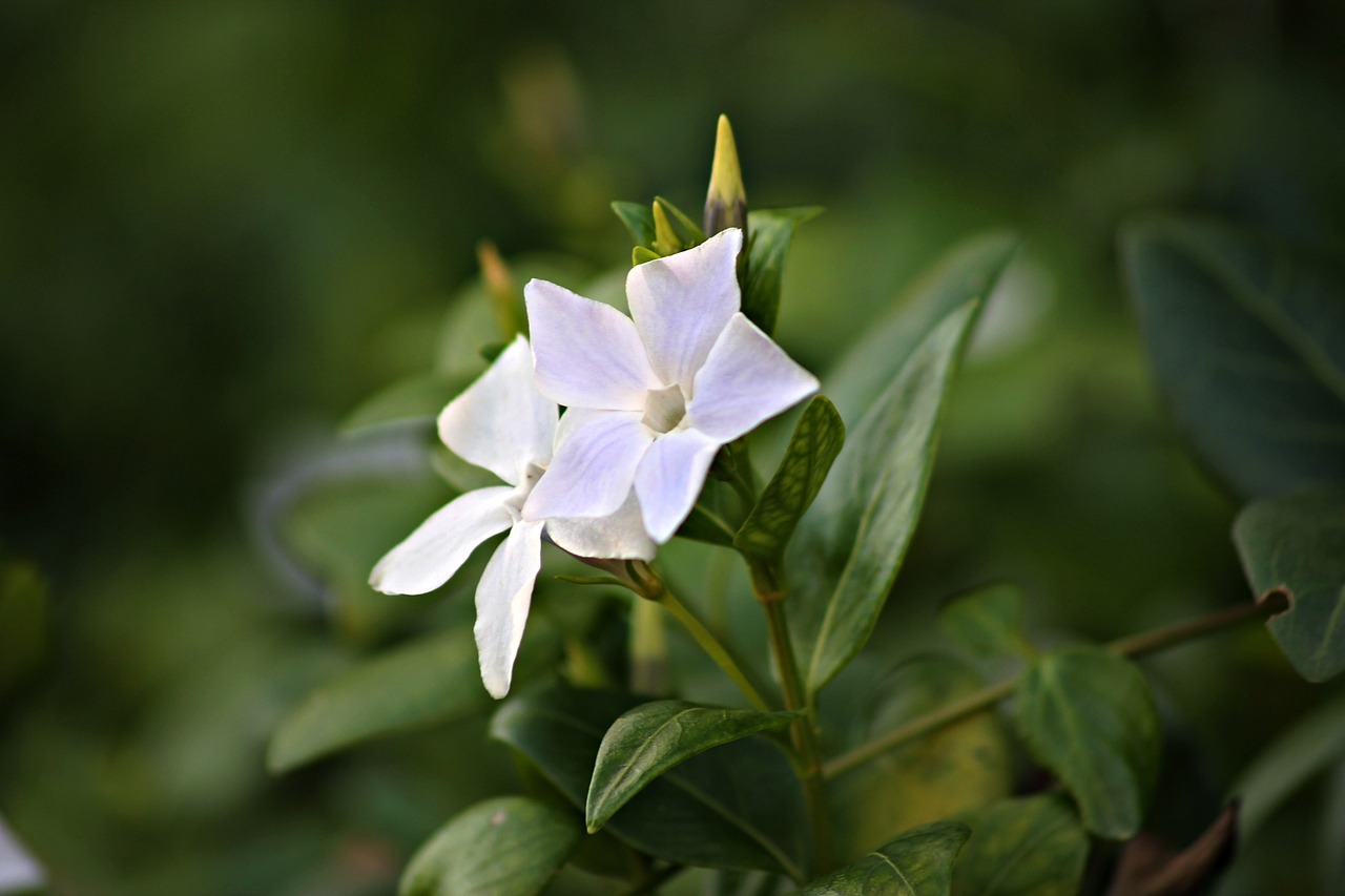 Gėlė, Gėlių Sodas, Gėlės, Makro, Violetinė, Gamta, Pistil, Žiema, Viduržemio Jūros, Augalai