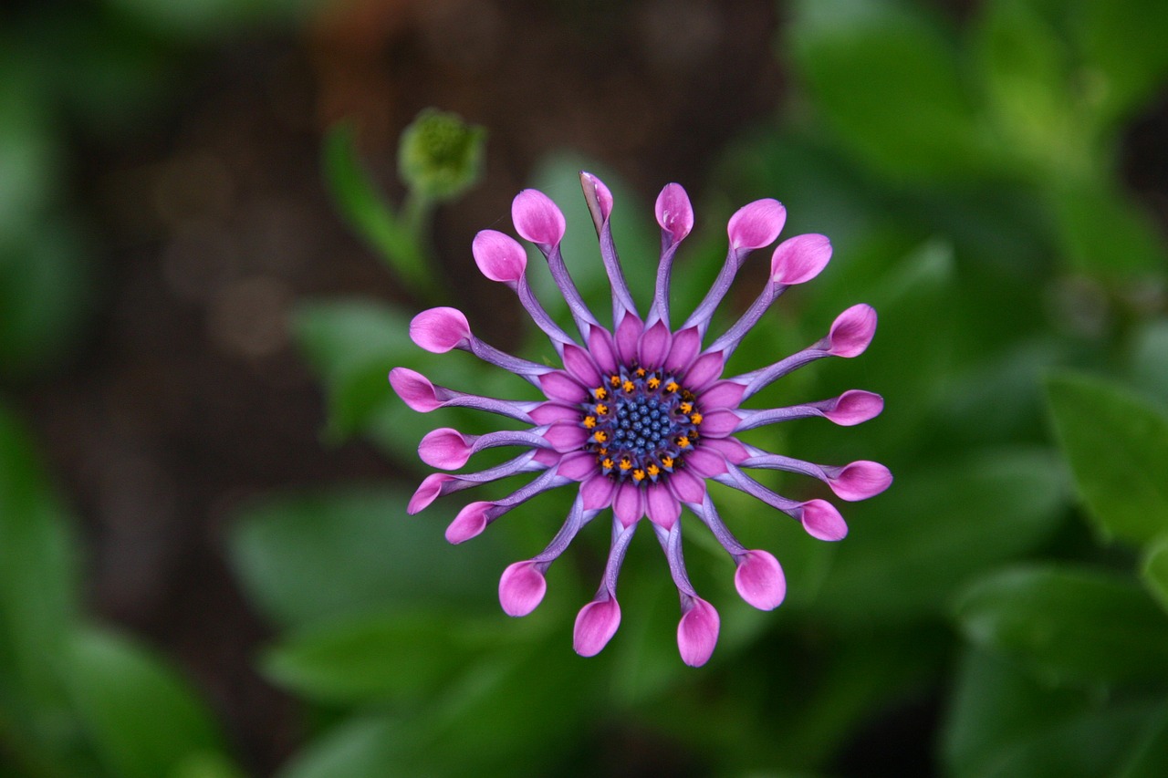 Gėlė, Soprano Alyva, Raudona Kaktusinė Gėlė, Osteospermas, Kaledos, Dimorphotheca, Chrizantemioidai, Saulėgrąžų Daržinė, Asteraceae, Violetinė