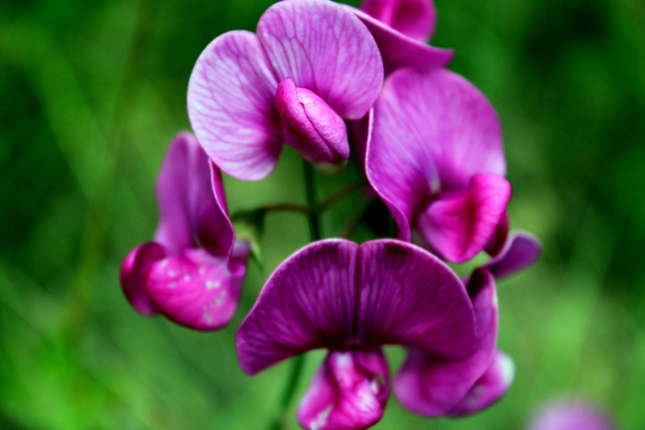 Gėlė, Orchidėjos, Žydėti, Augalas, Nemokamos Nuotraukos,  Nemokama Licenzija