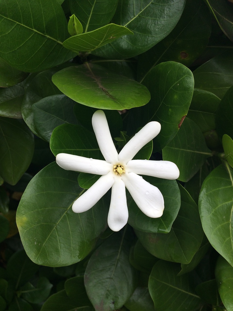 Gėlė, Maui, Balta, Nemokamos Nuotraukos,  Nemokama Licenzija