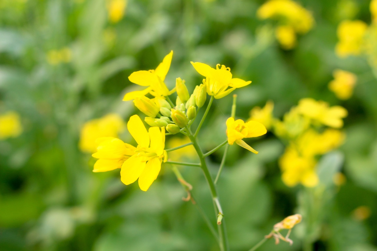 Gėlė, Gamta, Gėlių, Žalias, Pavasaris, Žydi, Nemokamos Nuotraukos,  Nemokama Licenzija