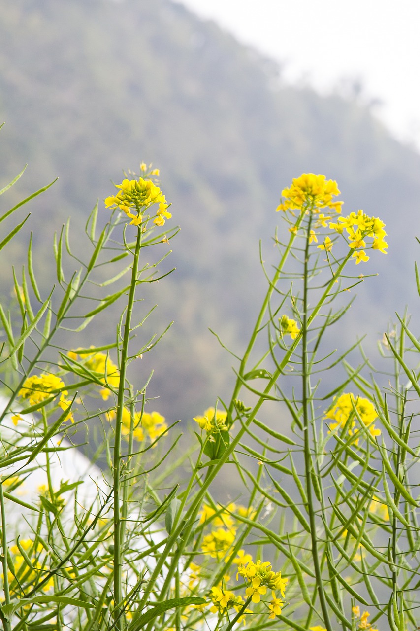 Gėlė, Daisy, Žiedas, Žydi, Nemokamos Nuotraukos,  Nemokama Licenzija