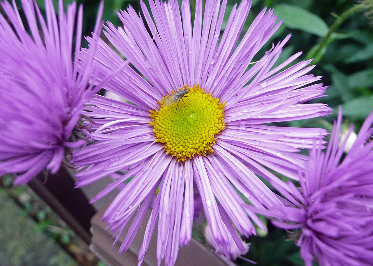 Gėlė, Žiedas, Žydėti, Makro, Uždaryti, Violetinė, Nemokamos Nuotraukos,  Nemokama Licenzija