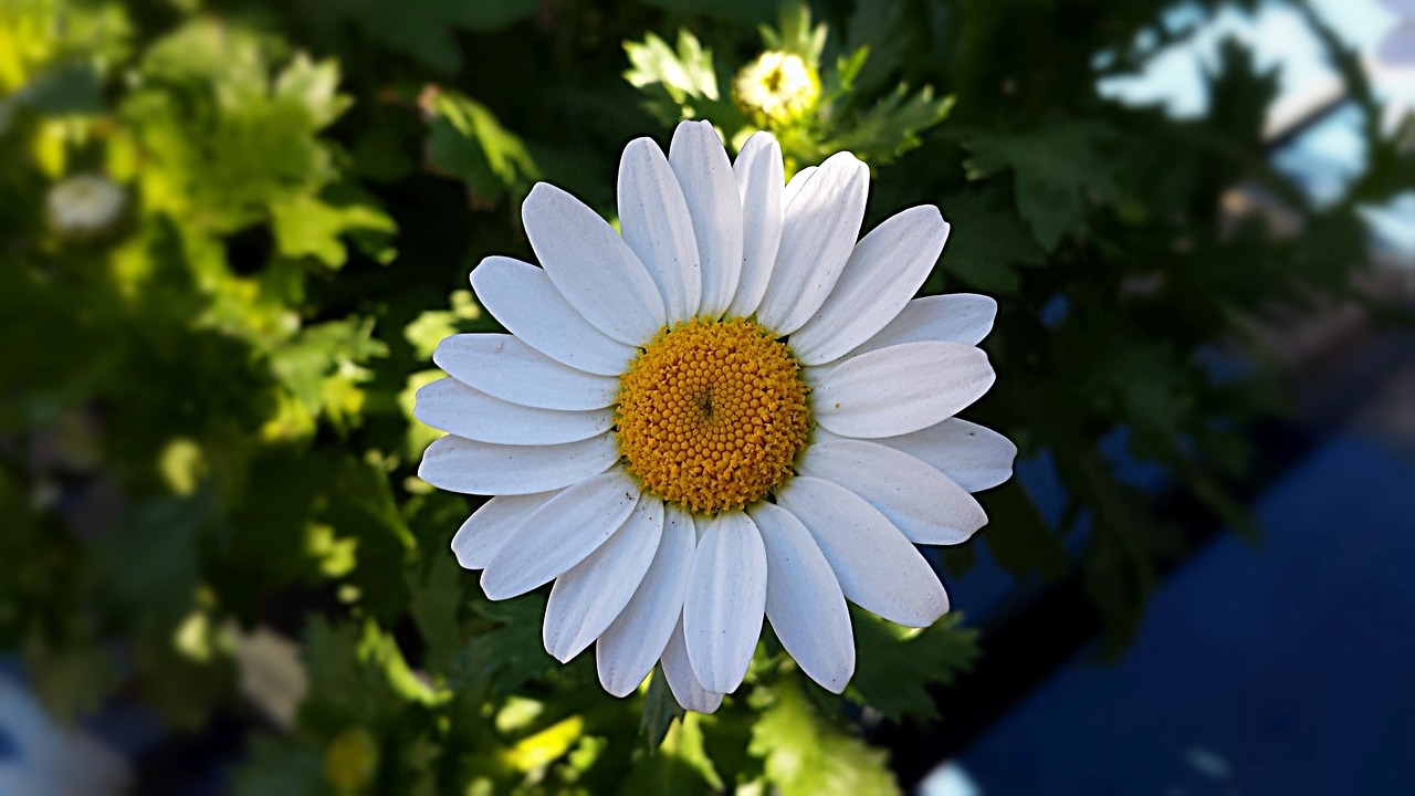 Gėlė, Augalas, Daisy, Gamta, Pavasaris, Balta, Žalias, Žydėti, Flora, Sodas