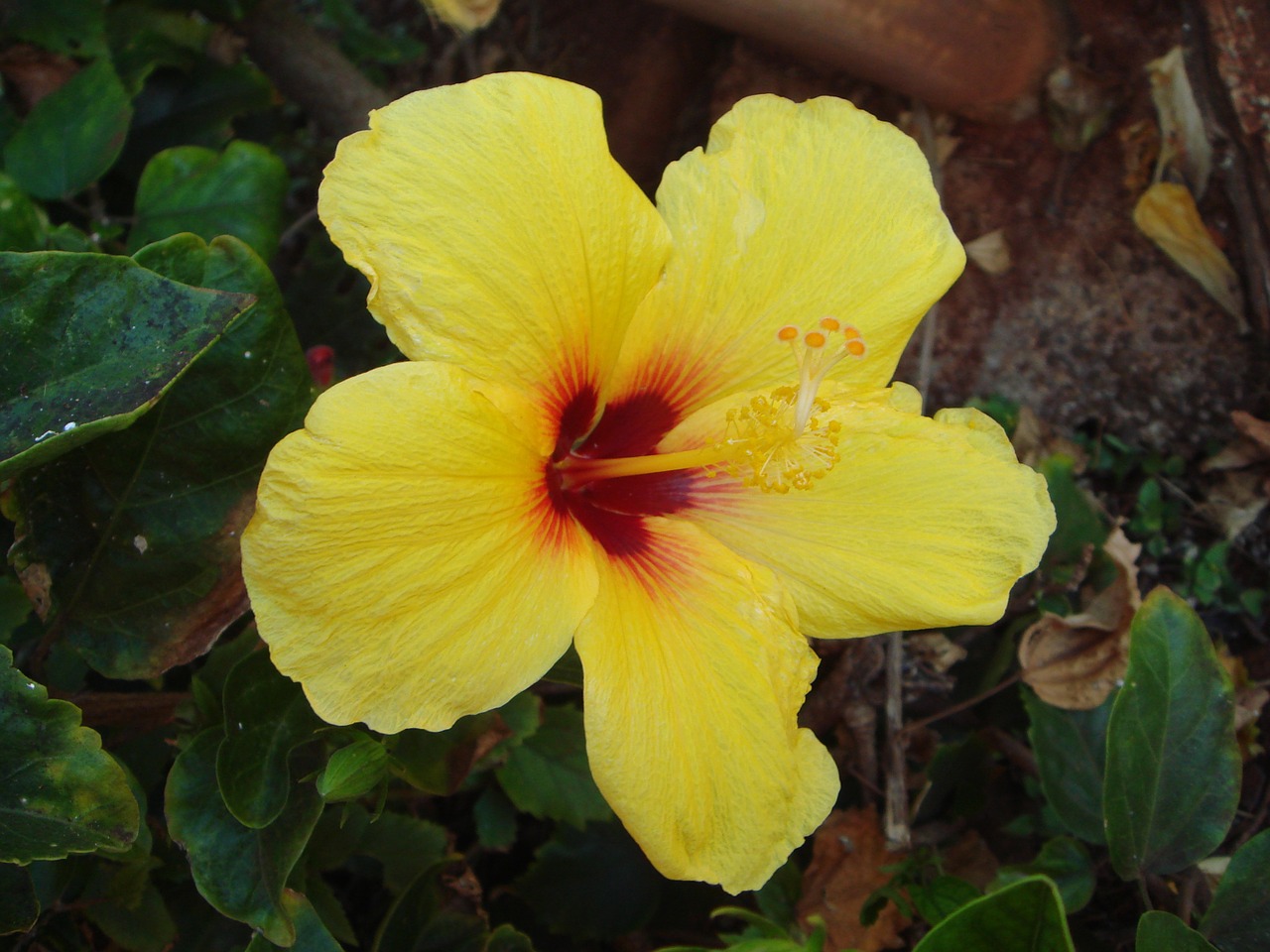 Gėlė, Hibiscus, Gamta, Aloha, Nemokamos Nuotraukos,  Nemokama Licenzija