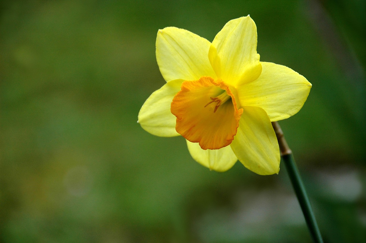 Gėlė, Geltona, Daffodil, Dafodil, Nemokamos Nuotraukos,  Nemokama Licenzija
