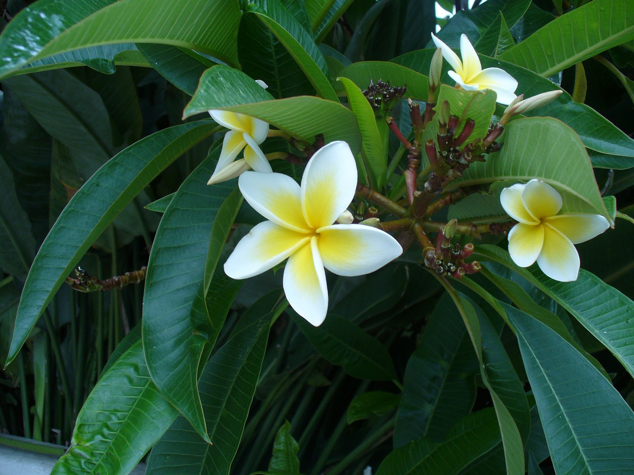 Gėlė, Žiedas, Žydėti, Frangipani, Žiedlapiai, Balta, Geltona, Plumeria, Egzotiškas, Žydi