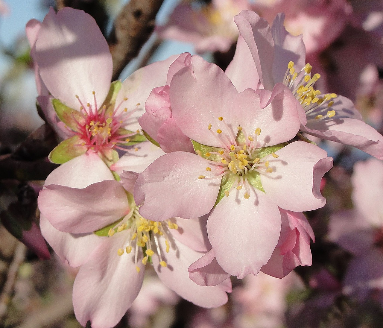 Gėlė, Migdolų Medis, Migdolų Gėlė, Gamta, Pistil, Nemokamos Nuotraukos,  Nemokama Licenzija