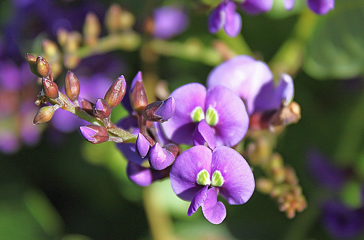 Gėlė, Violetinė, Žiedas, Žydėti, Šviesus, Uždaryti, Makro, Nemokamos Nuotraukos,  Nemokama Licenzija