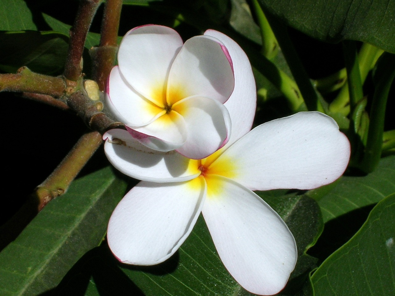 Gėlė, Plumeria, Amarilla, Atogrąžų, Žiedas, Žiedlapiai, Augalas, Žydi, Auga, Egzotiškas