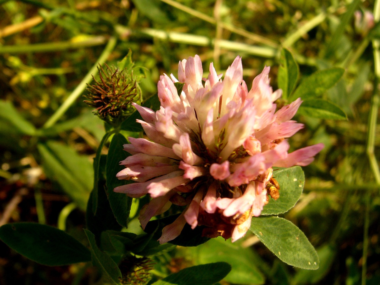 Gėlė, Žalias, Gamta, Augalas, Pavasaris, Gėlės, Wildflower, Nemokamos Nuotraukos,  Nemokama Licenzija