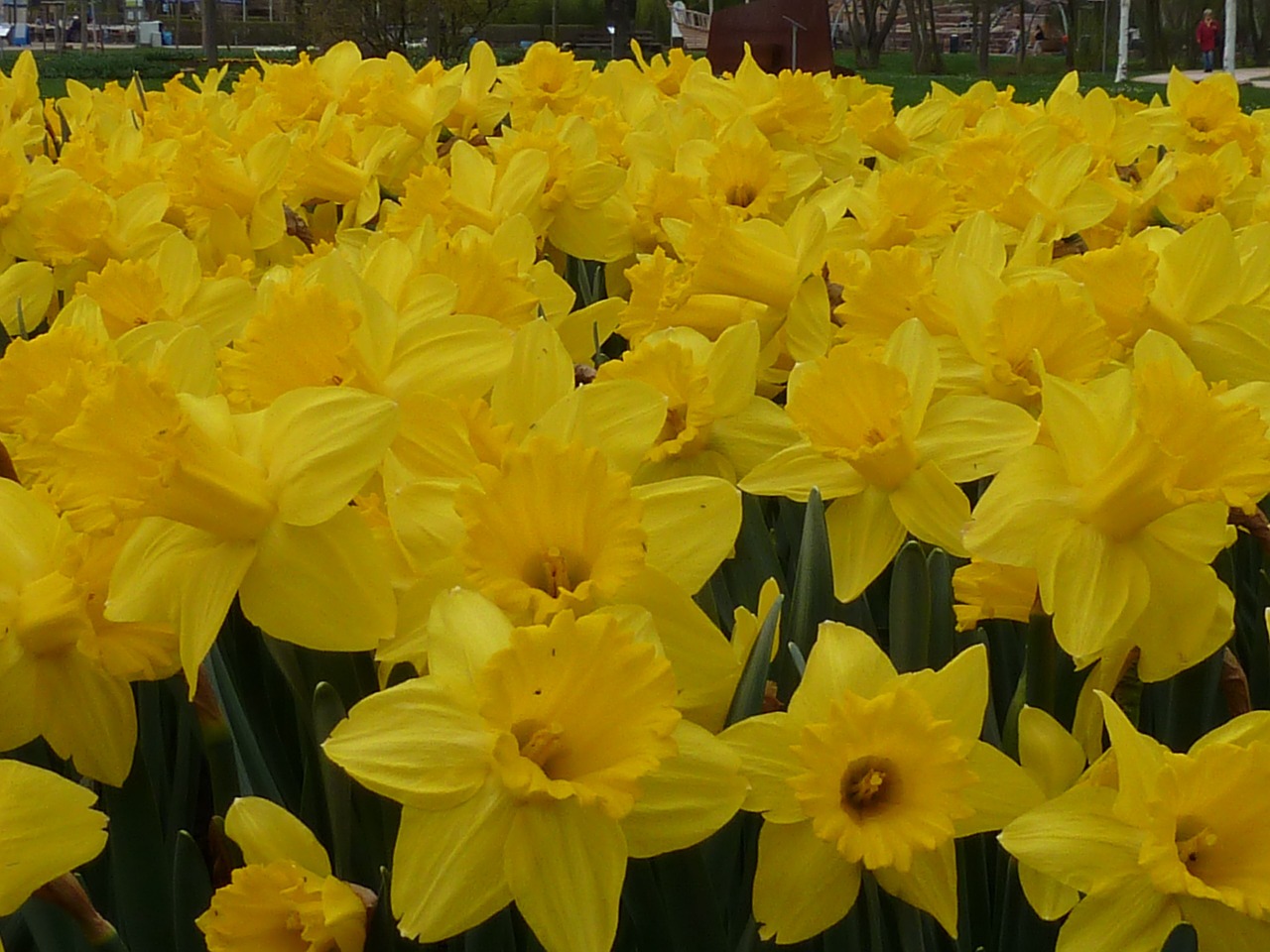 Gėlė, Daffodil, Geltona, Pavasaris, Nemokamos Nuotraukos,  Nemokama Licenzija