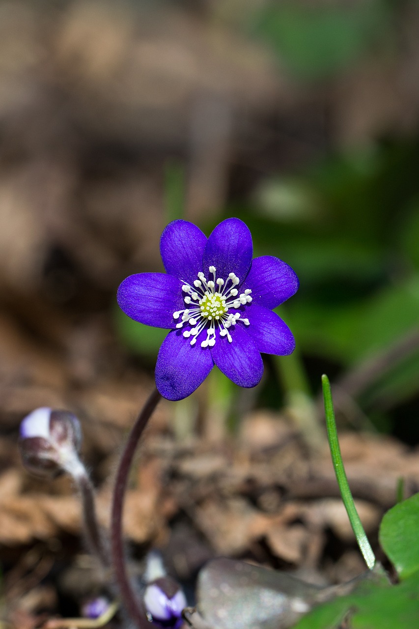 Gėlė, Mėlynas, Miškas, Augalas, Pavasaris, Hepatica, Anemone Hepatica, Hepatica Triloba, Grove Hepatica, Žiedynas