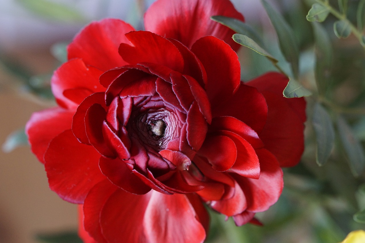 Gėlė, Žiedas, Žydėti, Ranunculus, Raudona, Augalas, Uždaryti, Žydėti, Schnittblume, Pavasaris