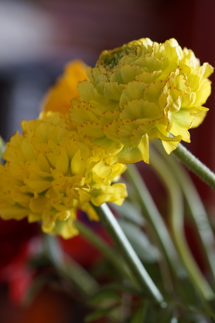 Gėlė, Žiedas, Žydėti, Ranunculus, Raudona, Augalas, Uždaryti, Žydėti, Schnittblume, Pavasaris