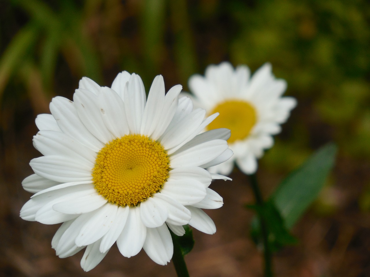 Gėlė, Daisy, Gamta, Pavasaris, Gėlių, Balta, Augalas, Vasara, Sodas, Žiedas