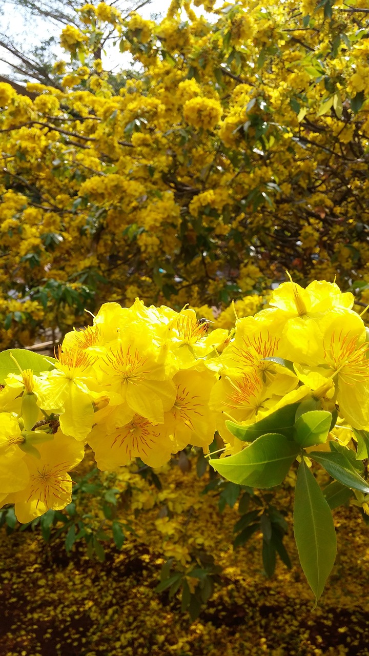 Gėlė, Auksas, Pavasaris, Dong Nai Provincija, Xuan Loc District, Nemokamos Nuotraukos,  Nemokama Licenzija