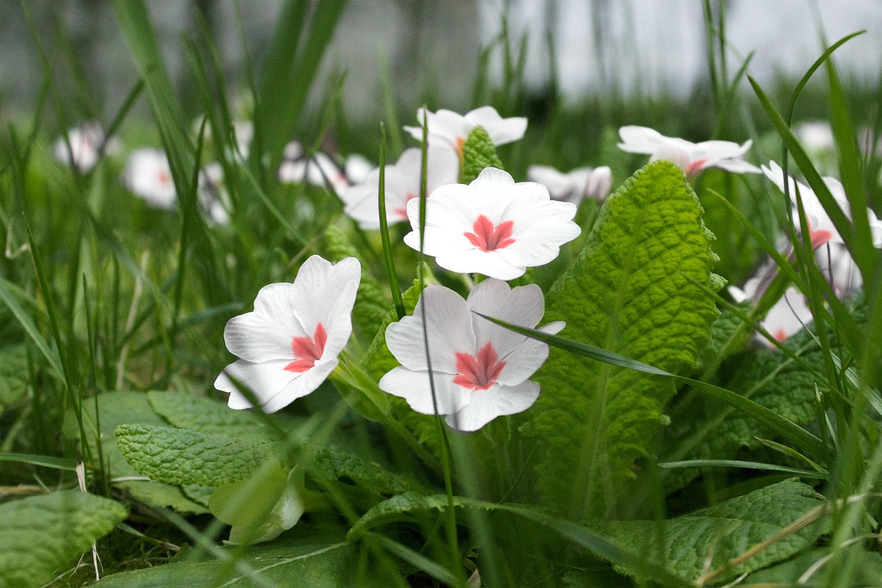 Gėlė, Gamta, Pavasaris, Natūralus, Vasara, Augalas, Žalias, Sodas, Balta, Flora