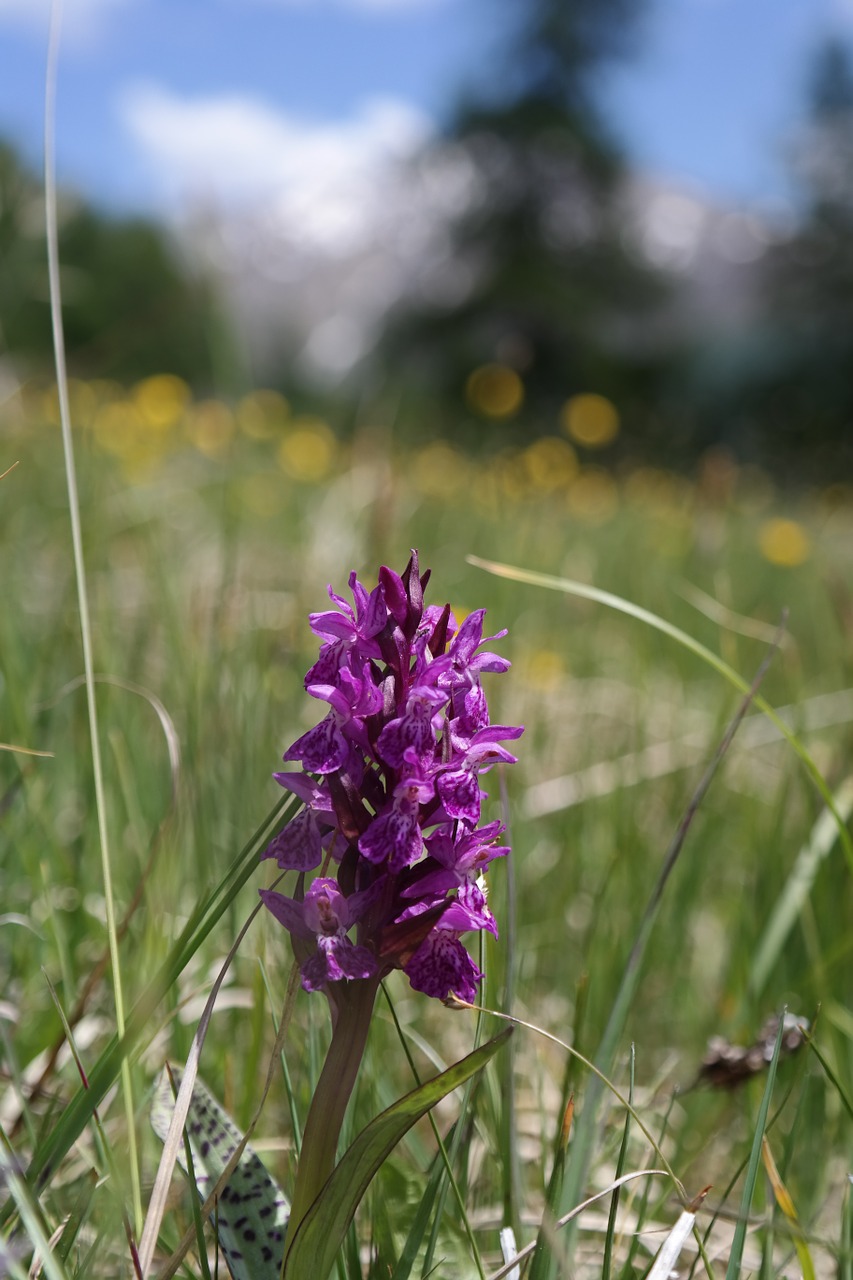 Gėlė, Alpių Pievos, Orchidėja, Nemokamos Nuotraukos,  Nemokama Licenzija