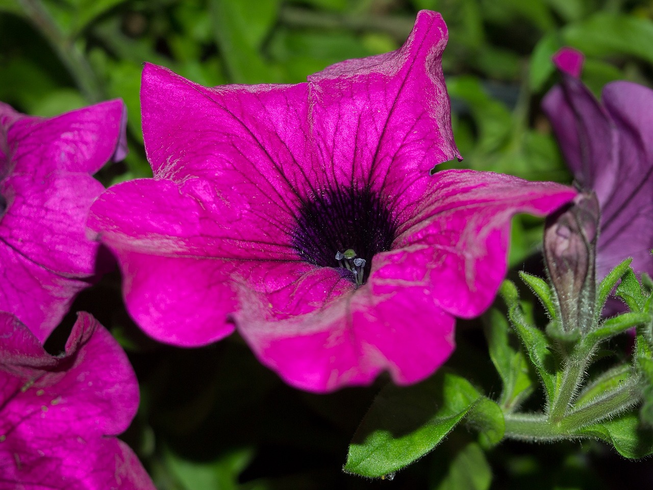 Gėlė, Violetinė, Augalas, Makro, Sodas, Žydi, Žydi, Akmenys, Sodo Augalas, Purpurinės Gėlės