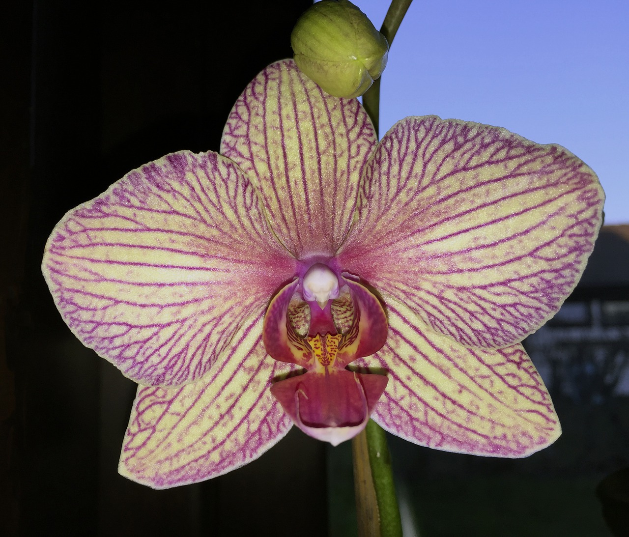 Gėlė, Orchidėja, Dryžuotas, Nemokamos Nuotraukos,  Nemokama Licenzija