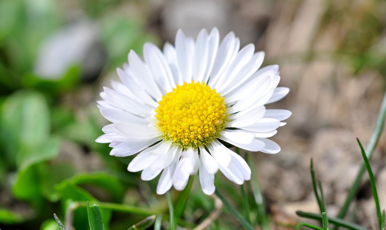 Gėlė, Žiedas, Žydėti, Žąsų Gėlė, Daisy, Augalas, Gamta, Pieva, Sodas, Pavasaris