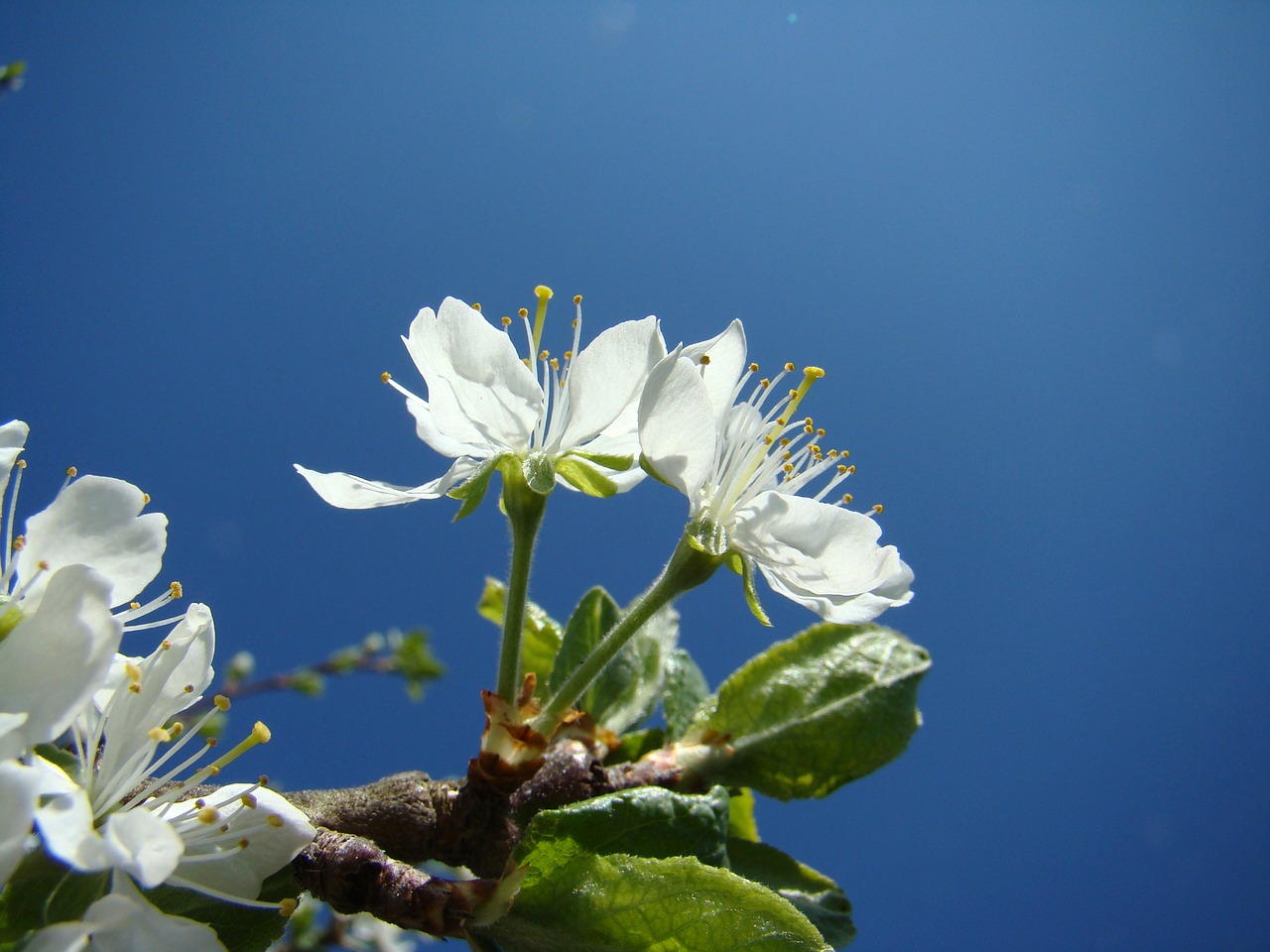 Gėlė, Obuolių Žiedas, Himmel, Nemokamos Nuotraukos,  Nemokama Licenzija