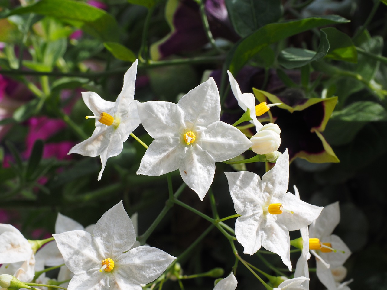 Gėlė, Gėlės, Balta, Žvaigždė, Solanum Laxum, Solanum Jasminoides, Palikuonys, Solanum, Solanaceae, Alpinistas