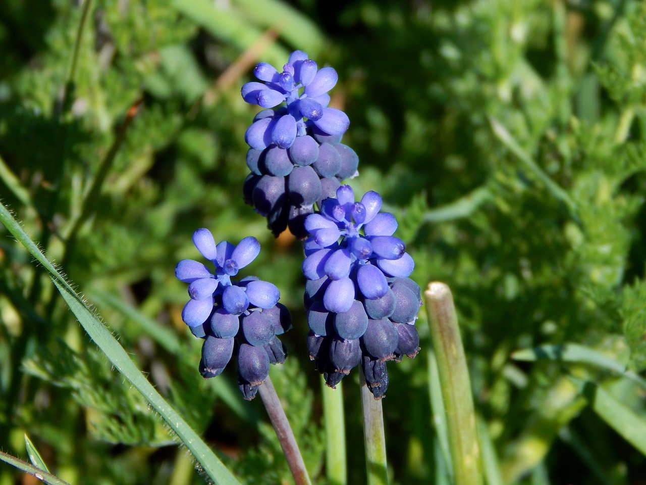 Gėlė,  Pavasaris,  Gamta,  Sodas,  Violetinė,  Flora,  Žalias,  Augalas, Nemokamos Nuotraukos,  Nemokama Licenzija