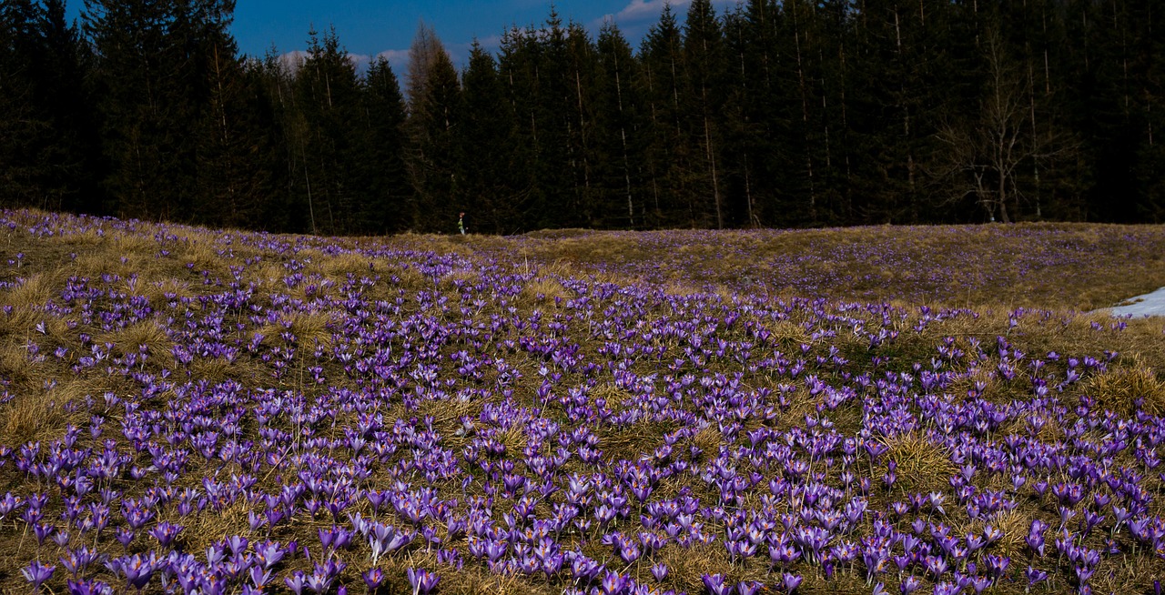 Gėlė,  Crocus,  Pieva,  Pavasaris,  Kalnai, Nemokamos Nuotraukos,  Nemokama Licenzija