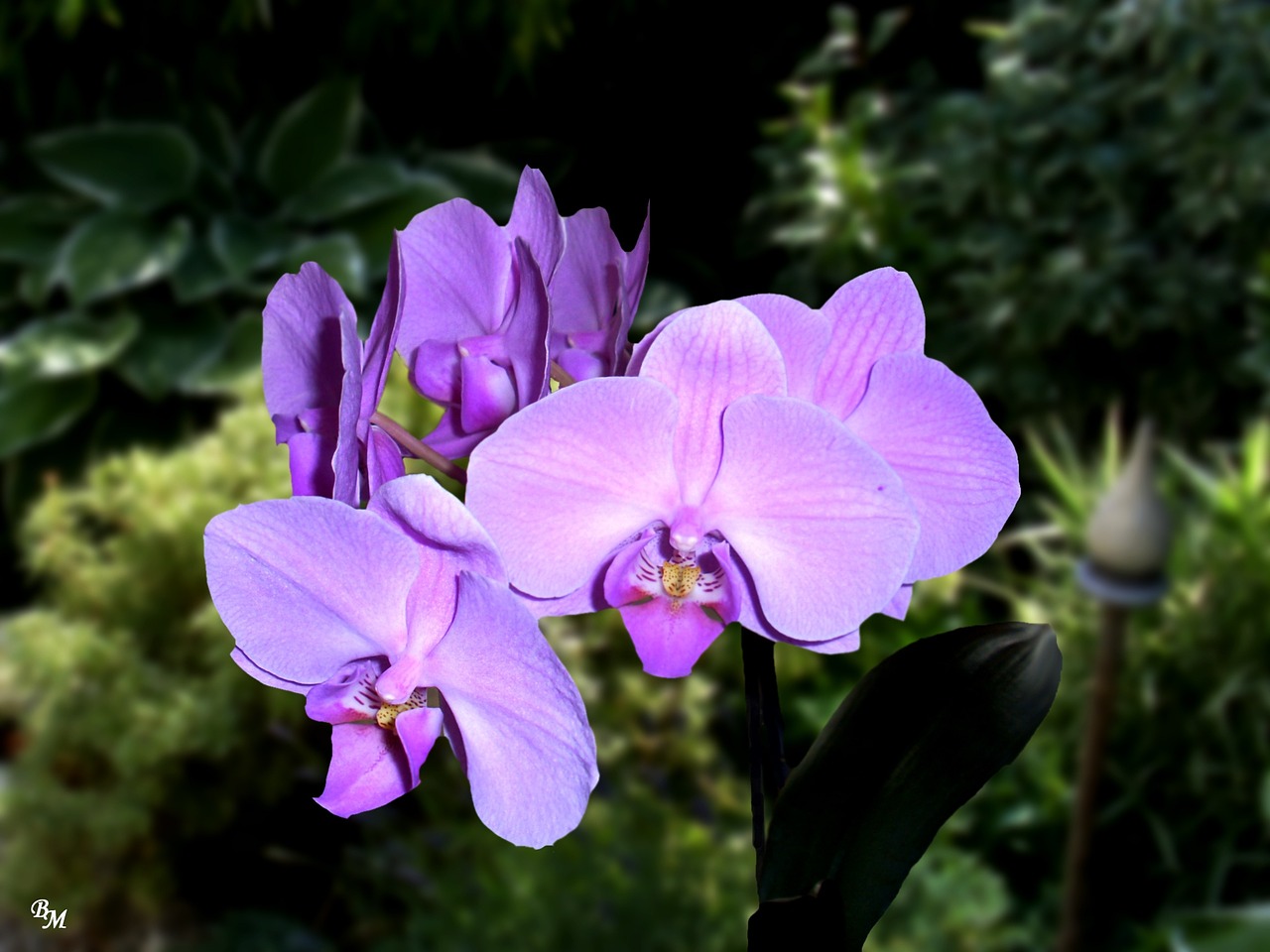 Gėlė,  Orchidėja,  Žiedas,  Žydėti,  Augalas,  Violetinė,  Violetine, Nemokamos Nuotraukos,  Nemokama Licenzija