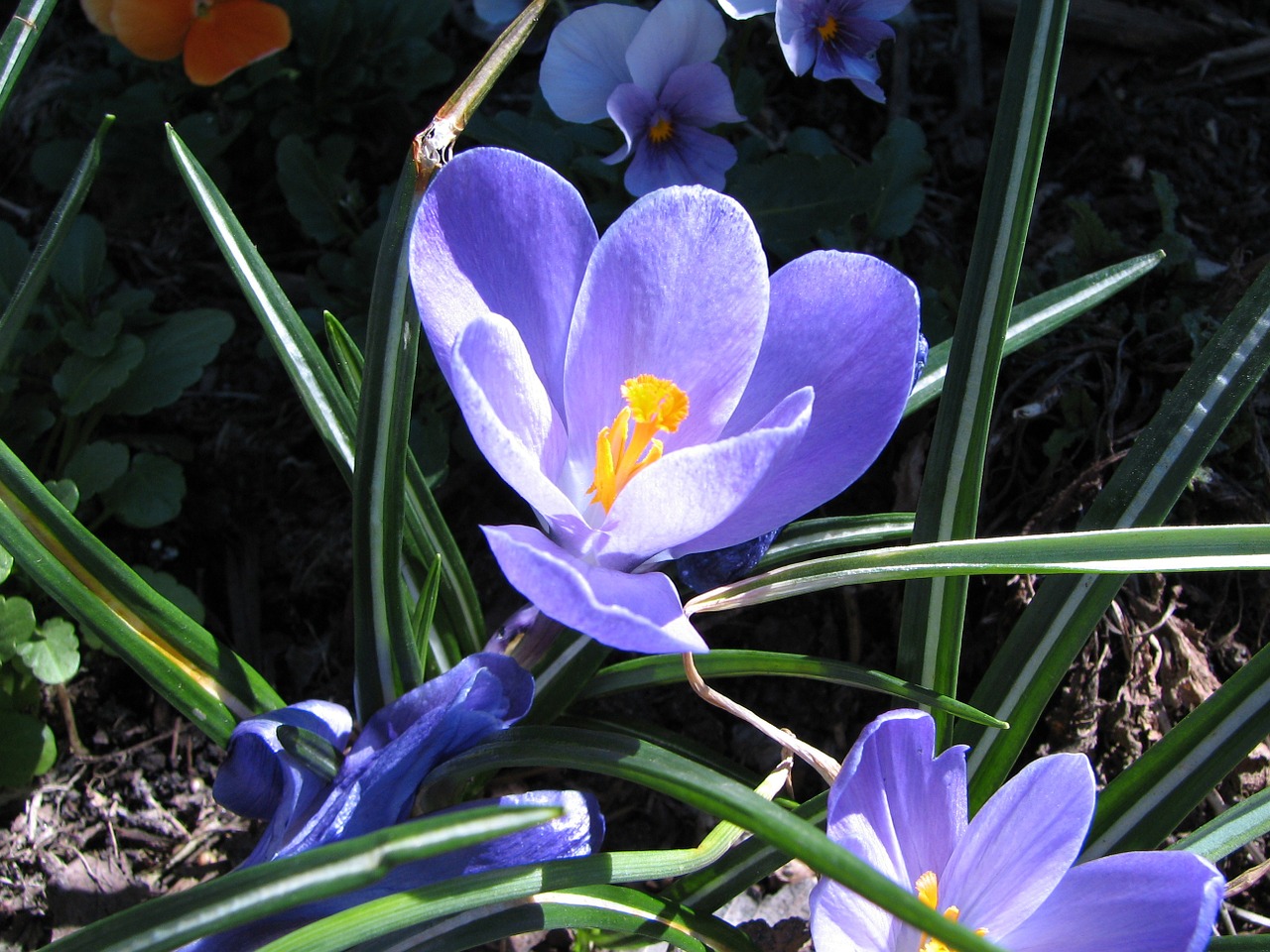 Gėlė,  Crocus,  Makro,  Žydėti,  Mėlynas,  Pavasaris,  Žiedas,  Gamta,  Žiedlapiai,  Gėlių