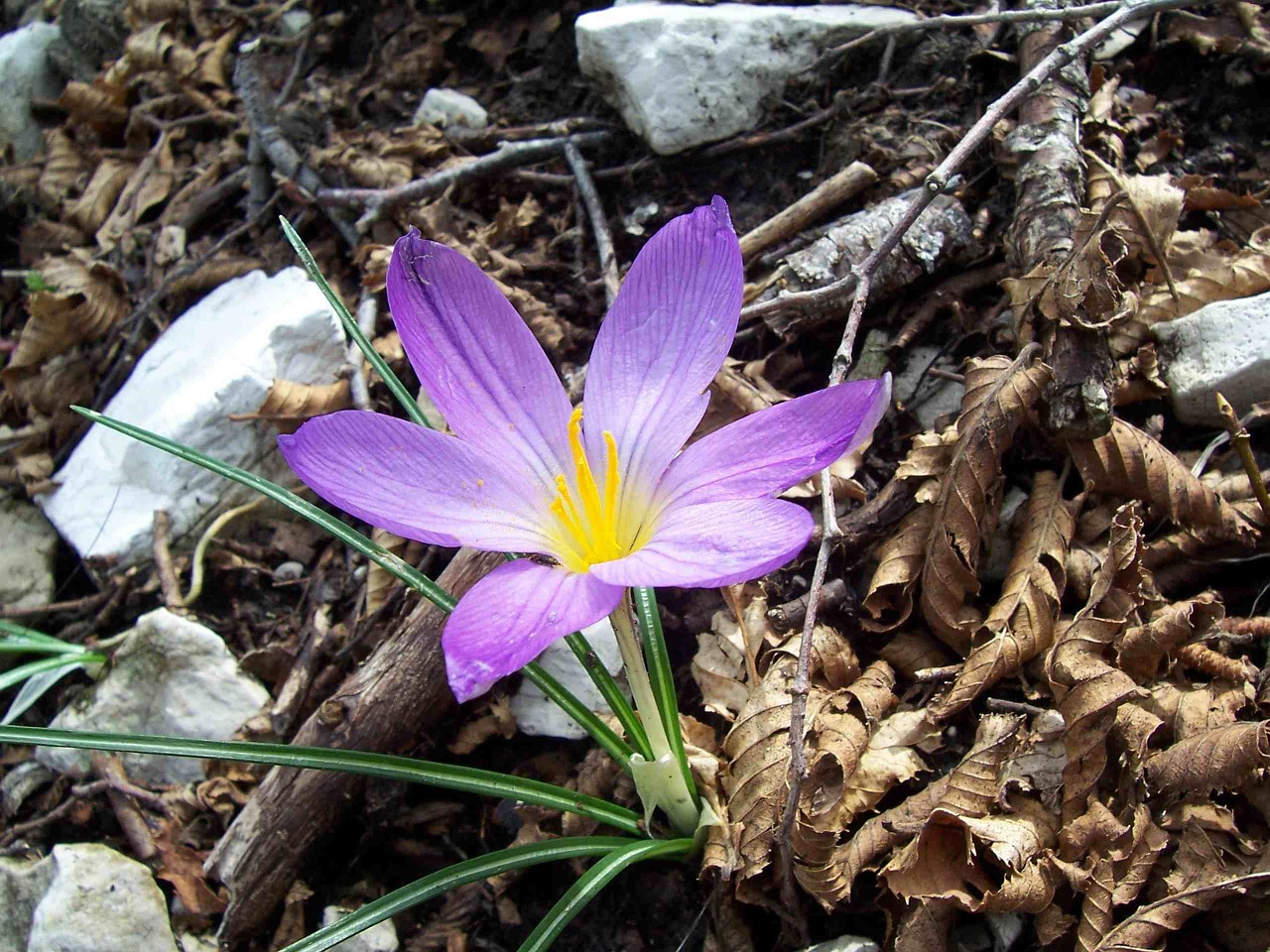 Gėlė,  Crocus,  Makro,  Žydėti,  Mėlynas,  Pavasaris,  Žiedas,  Gamta,  Žiedlapiai,  Gėlių