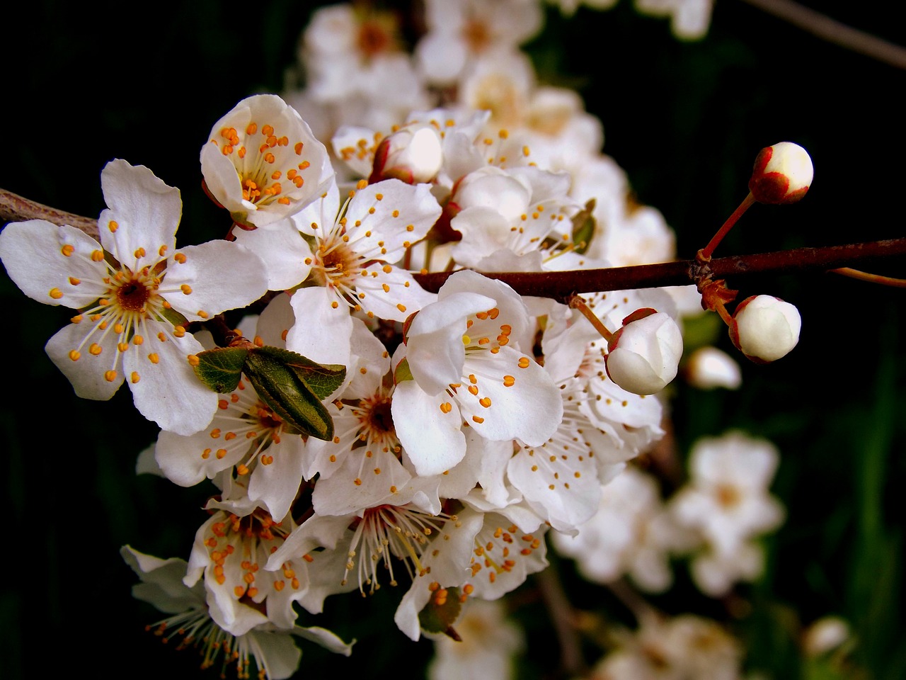 Gėlė,  Baltas Pavasaris,  Kasejus, Nemokamos Nuotraukos,  Nemokama Licenzija
