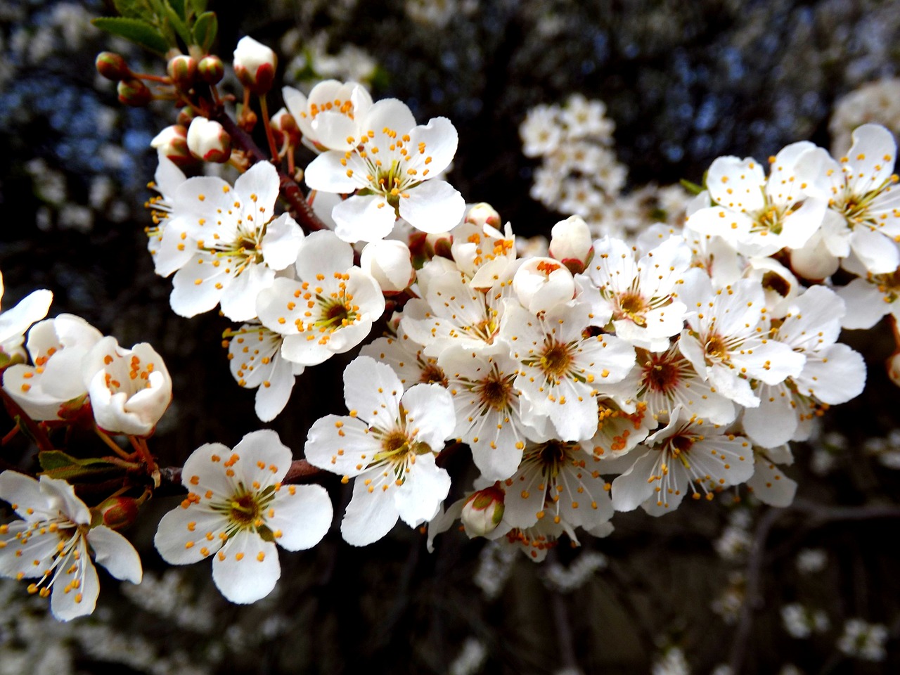 Gėlė,  Baltas Pavasaris,  Kasejus, Nemokamos Nuotraukos,  Nemokama Licenzija