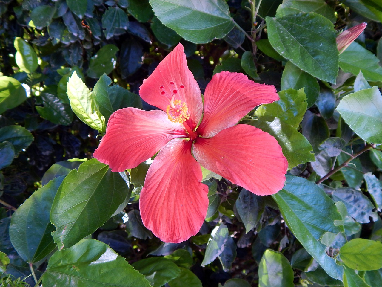 Gėlė,  Yra Lourenço Do Sul,  Rio Grande Do Sul, Nemokamos Nuotraukos,  Nemokama Licenzija