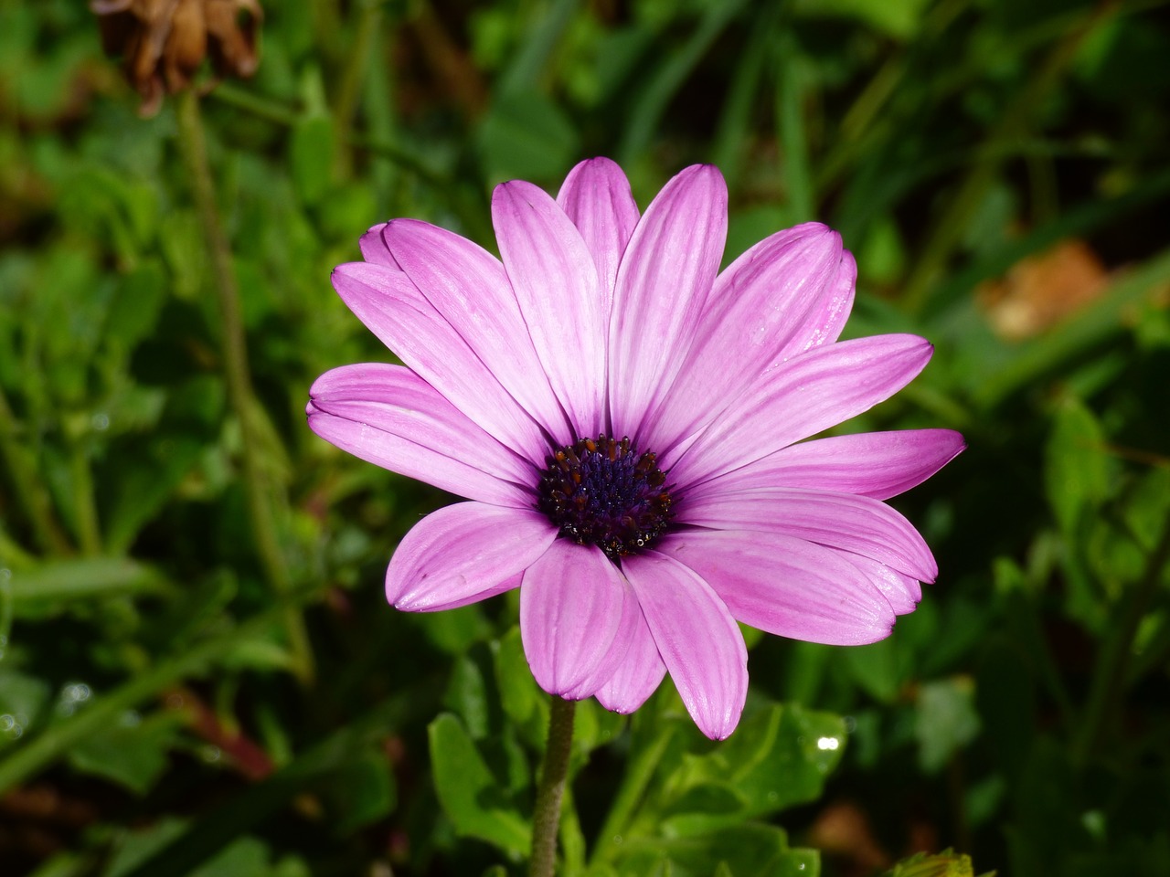 Gėlė, Violetinė, Gamta, Lauke, Augalas, Žiedas, Žiedlapis, Malta, Viduržemio Jūros, Nemokamos Nuotraukos