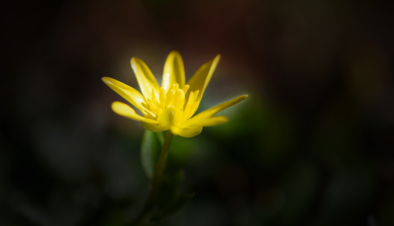 Gėlė, Geltona, Ankstyvas Bloomer, Pavasario Gėlė, Celandine, Geltona Gėlė, Pavasaris, Sodas, Uždaryti, Gamta