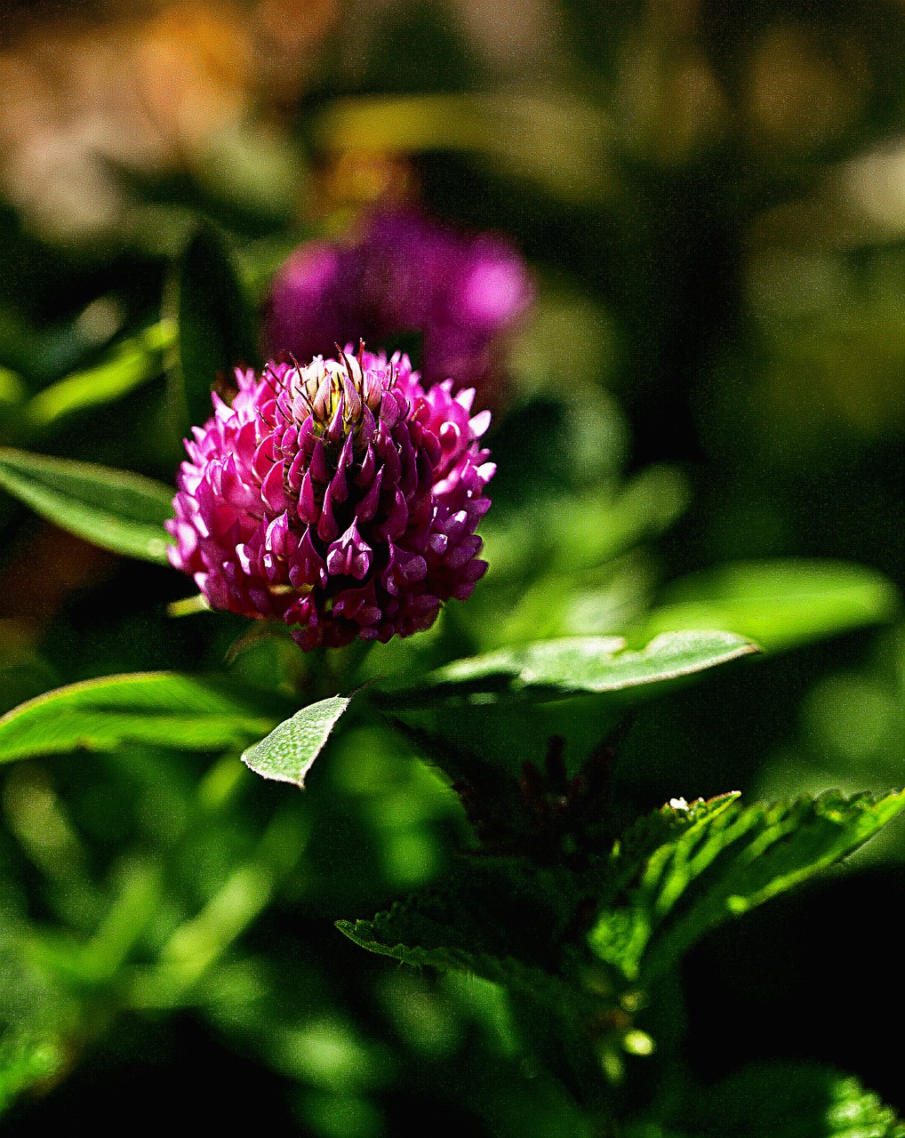 Gėlė, Dobilų Gėlė, Dobilų Sąrašas, Lauko Gėlė, Pievų Augalas, Iš Arti, Žalias, Flora, Vasara, Informacinis Lapelis