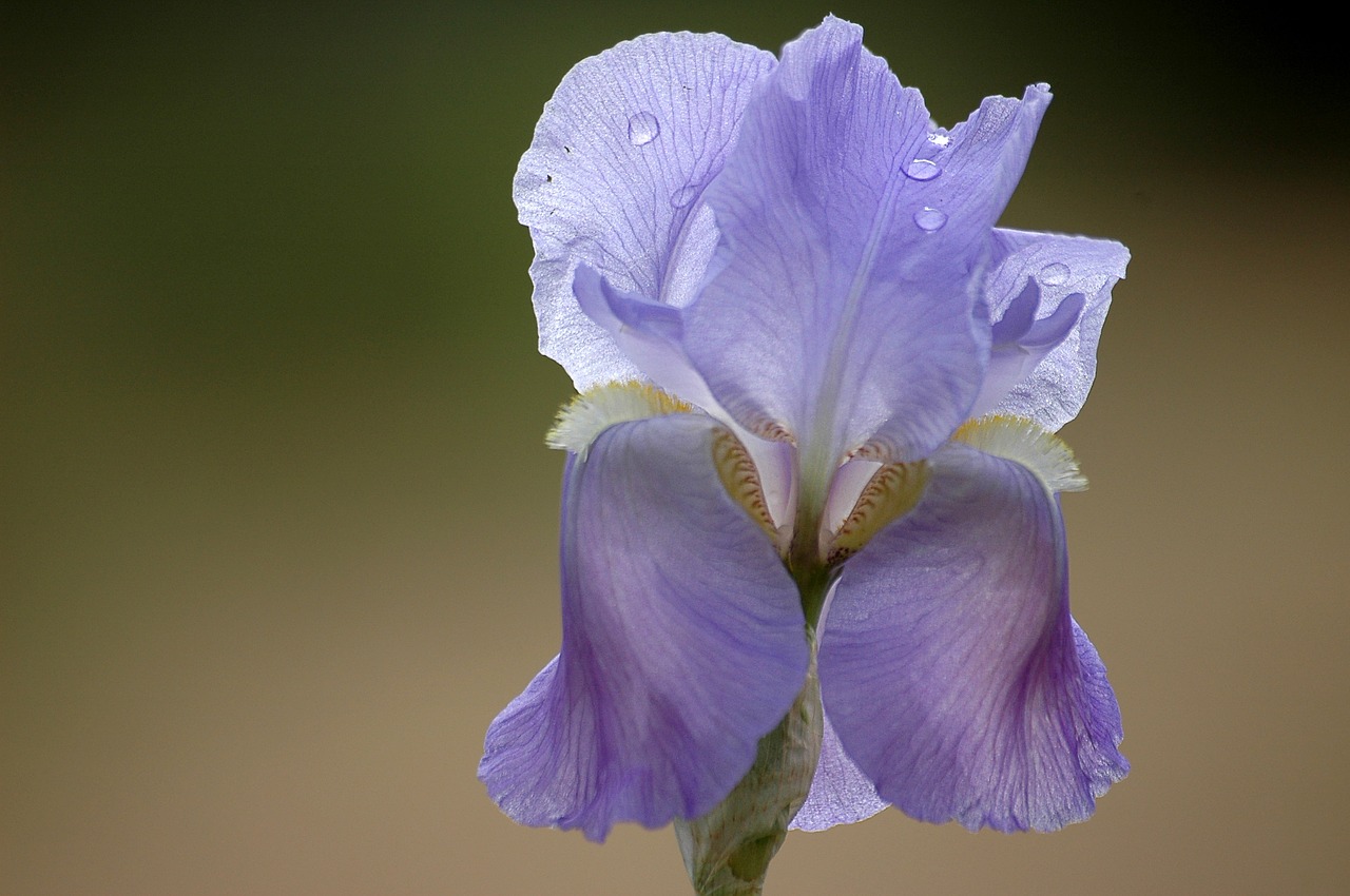 Gėlė,  Pavasaris,  Violetinė,  Iris, Nemokamos Nuotraukos,  Nemokama Licenzija