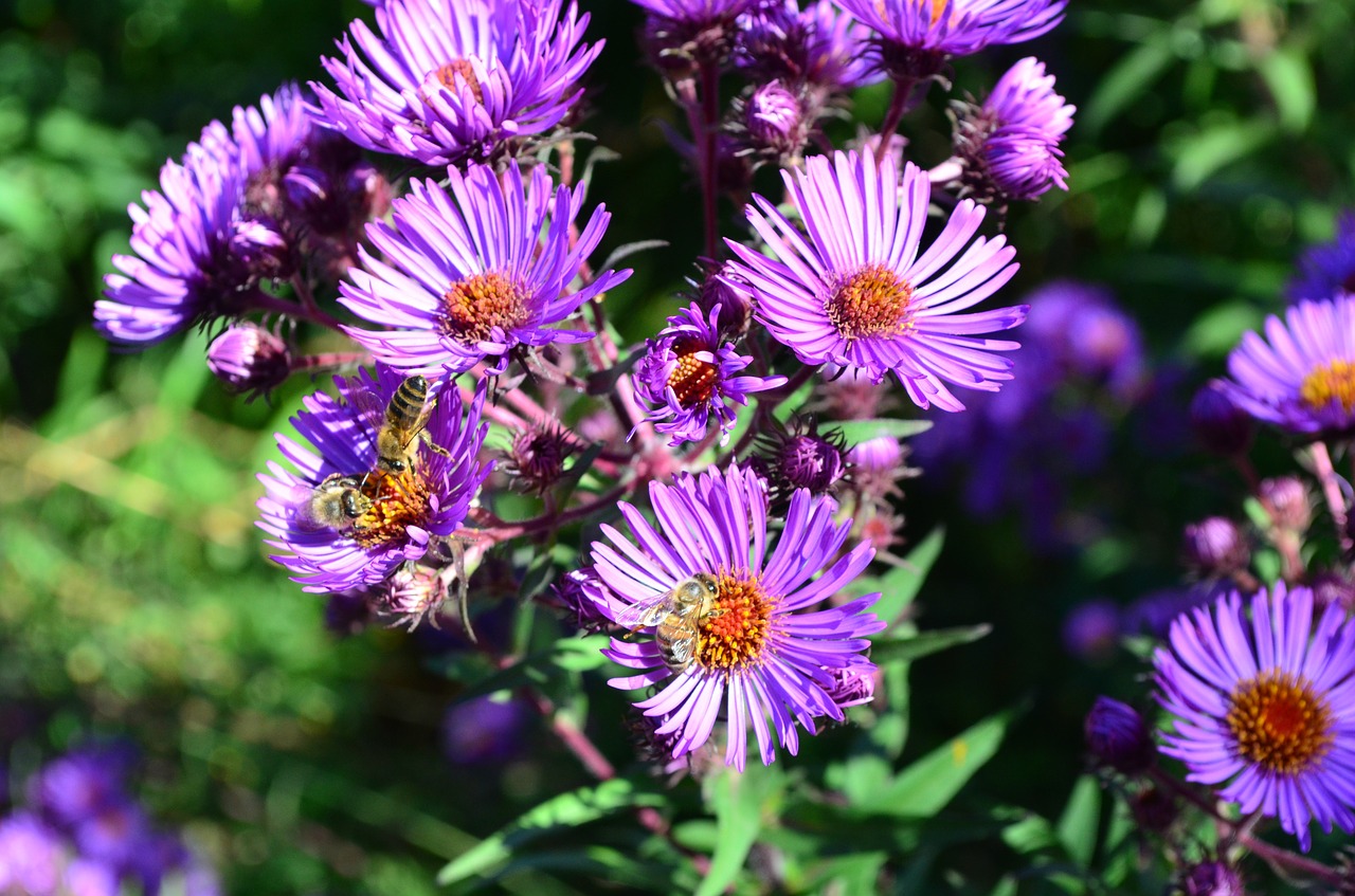 Gėlė,  Iš Arti,  Violetine, Nemokamos Nuotraukos,  Nemokama Licenzija