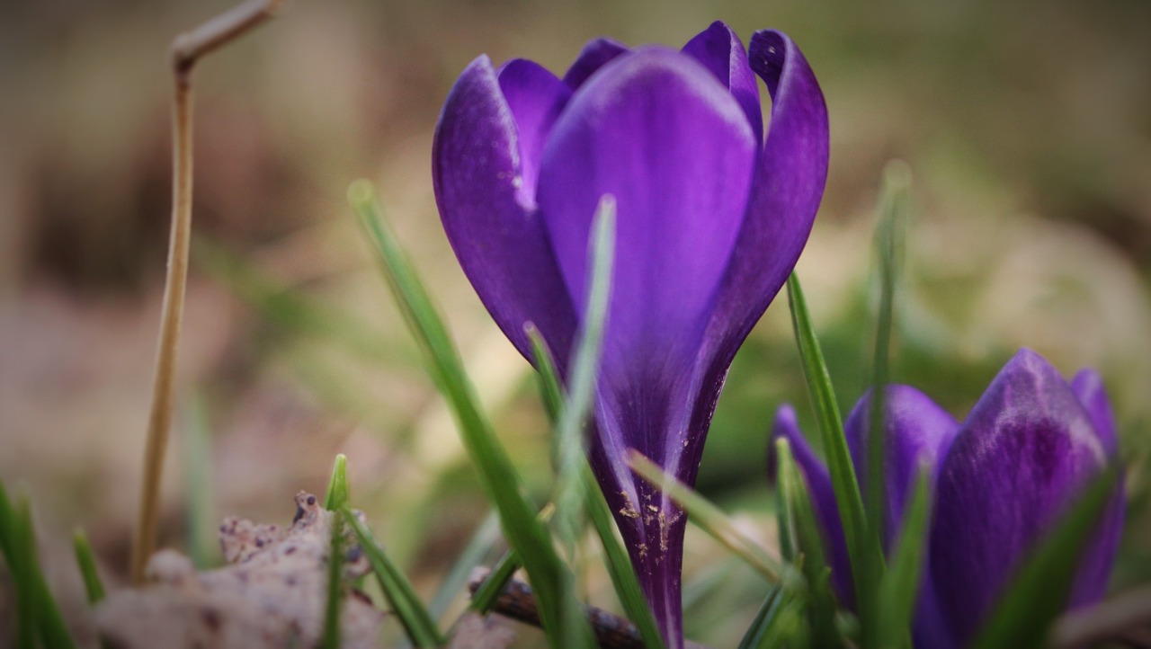 Gėlė, Crocus, Violetinė, Plüte, Žiema, Nemokamos Nuotraukos,  Nemokama Licenzija