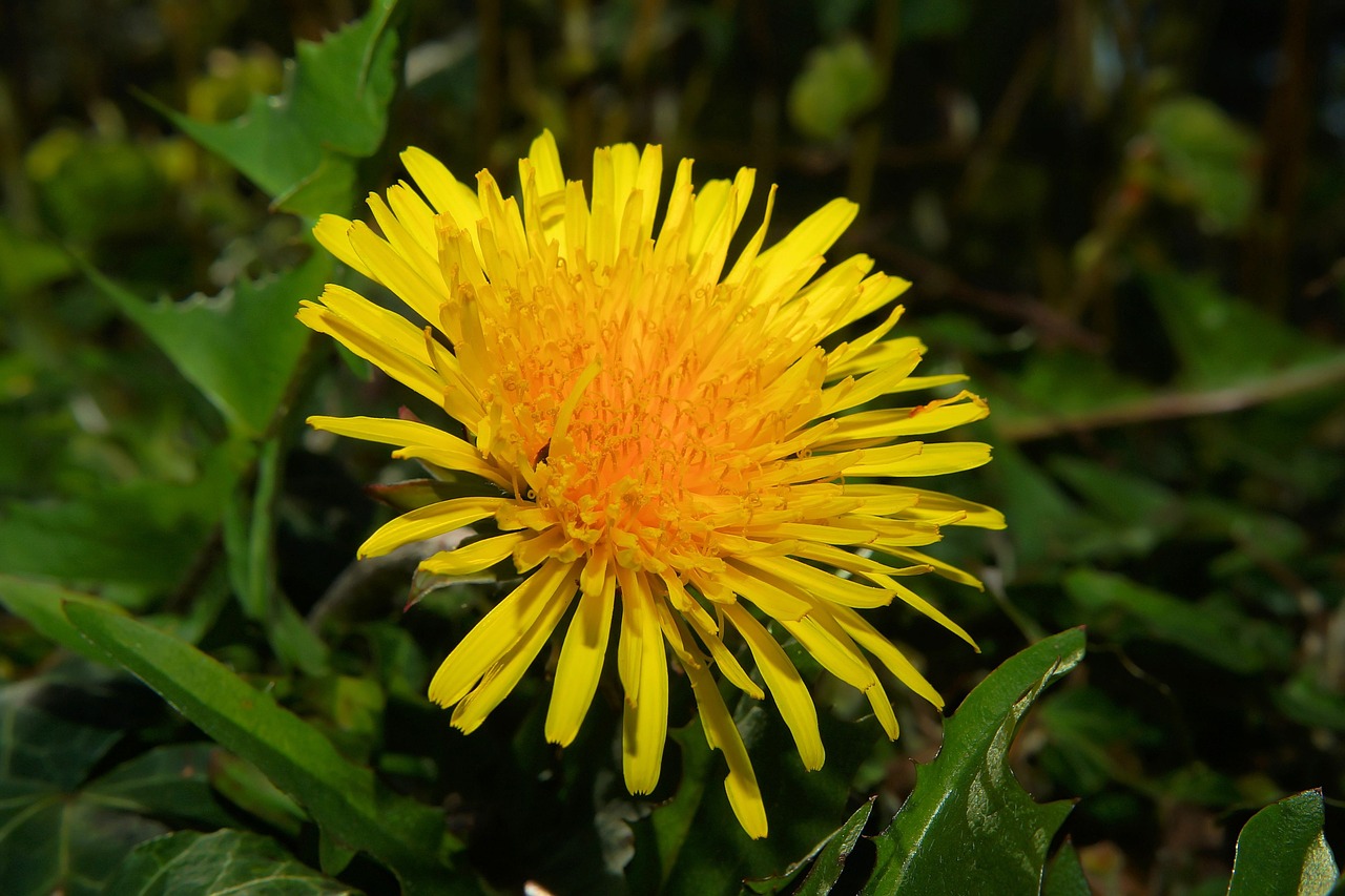 Žiedas,  Žydėti,  Kiaulpienė,  Geltona,  Pavasaris,  Geltona Gėlė,  Flora,  Pieva,  Uždaryti,  Šviesus