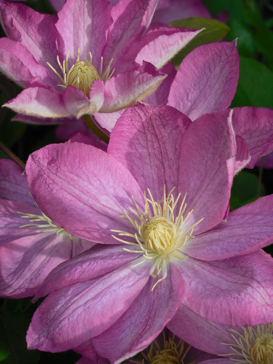 Gėlė,  Clematis,  Augalas,  Gamta,  Vasara,  Gėlių,  Žydėti,  Violetinė,  Sodas,  Žalias