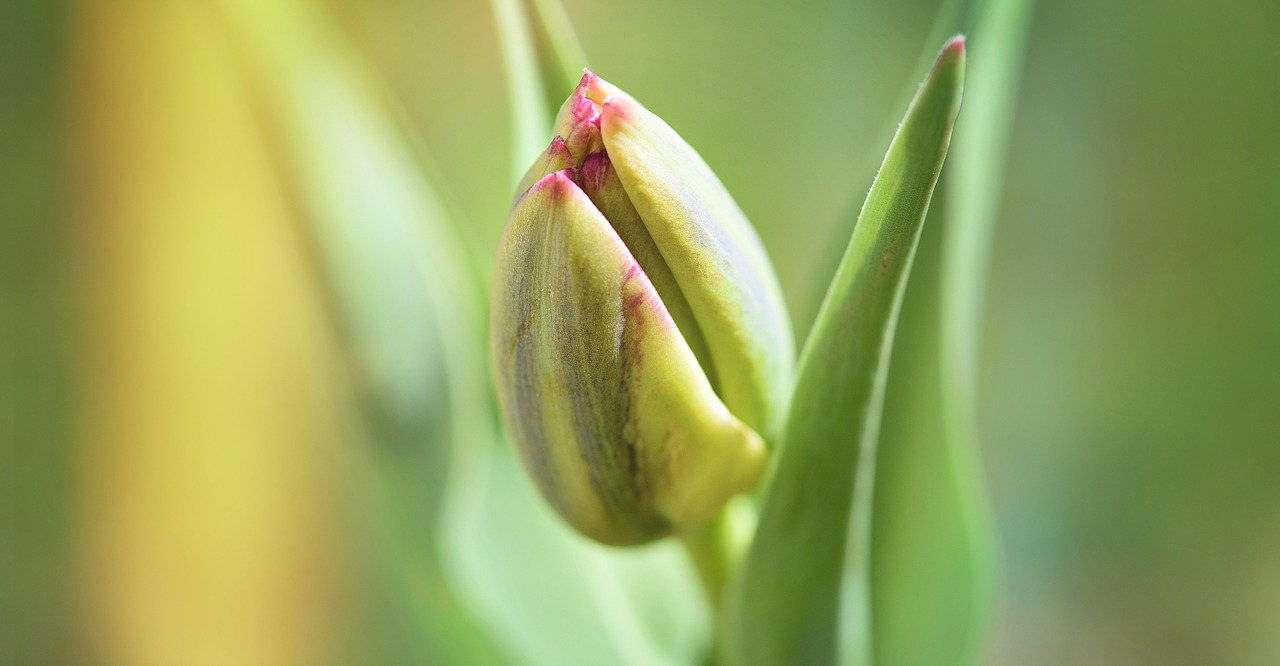 Gėlė,  Tulpė,  Uždaryta,  Pavasario Gėlė,  Schnittblume,  Sodas,  Pavasaris,  Uždaryti, Nemokamos Nuotraukos,  Nemokama Licenzija