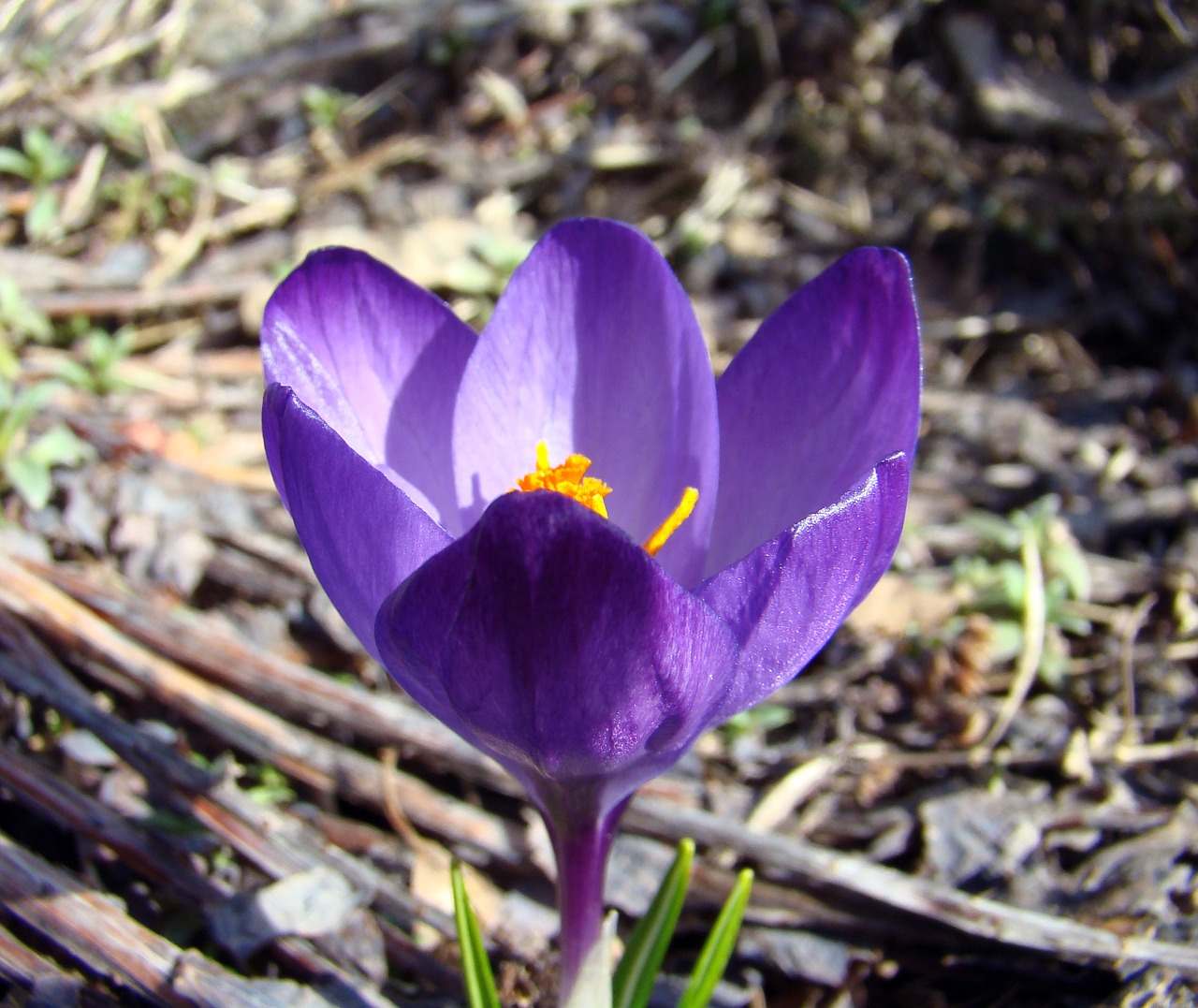 Gėlė, Crocus, Pavasaris, Sodas, Violetinė, Gėlės, Augalas, Mūsų Ženklai, Lökväxt, Nemokamos Nuotraukos